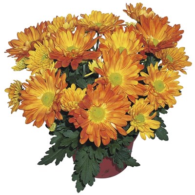 Chrysanthemen P12 cm