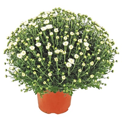 Chrysanthemen Mums P19 cm