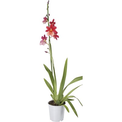 Orchideen Mix P12 cm