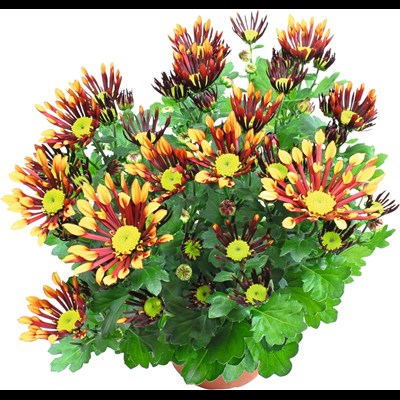 Chrysanthemum doppelfarb.Mix P14 cm