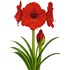 Gardie Amaryllis simple rouge