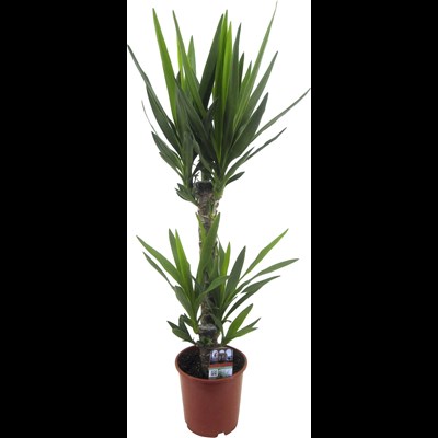 Yucca P17 cm