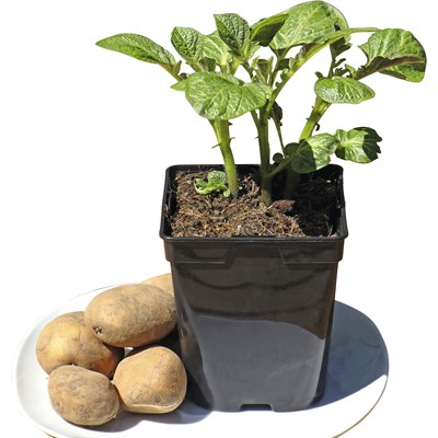 Patate jardin en 4 sort. P1,3 l