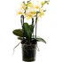 Phalaenopsis Bouquetto P12 cm