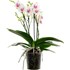 Phalaenopsis Bouquetto P12 cm