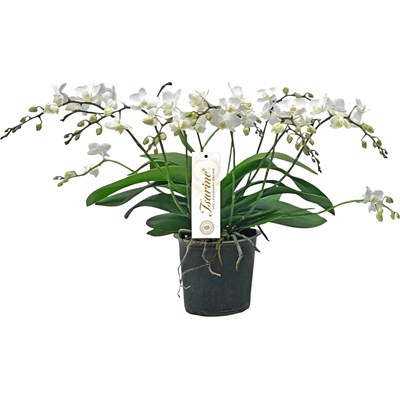 Phalaenopsis Princessa 5+Ri. P15 cm