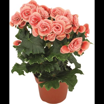 Begonia Sweetie P12 cm