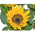 Sonnenblumen 5er Bund