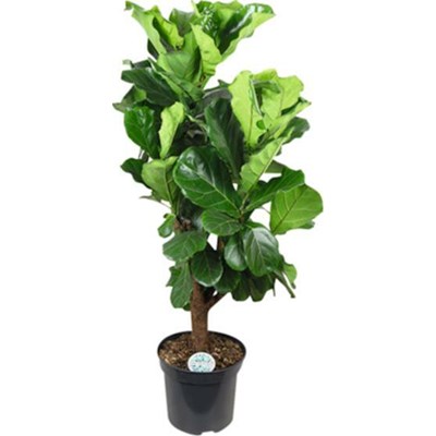 Ficus Lyrata P35 cm