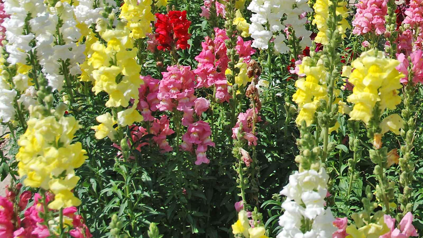 Garten Pflanzen zimmerpflanzen landi Garten Pflanzen zimmerpflanzen landi