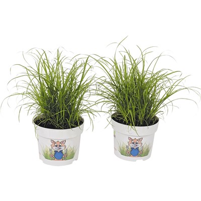 Landi benzin rasenmäher Landi benzin rasenmäher