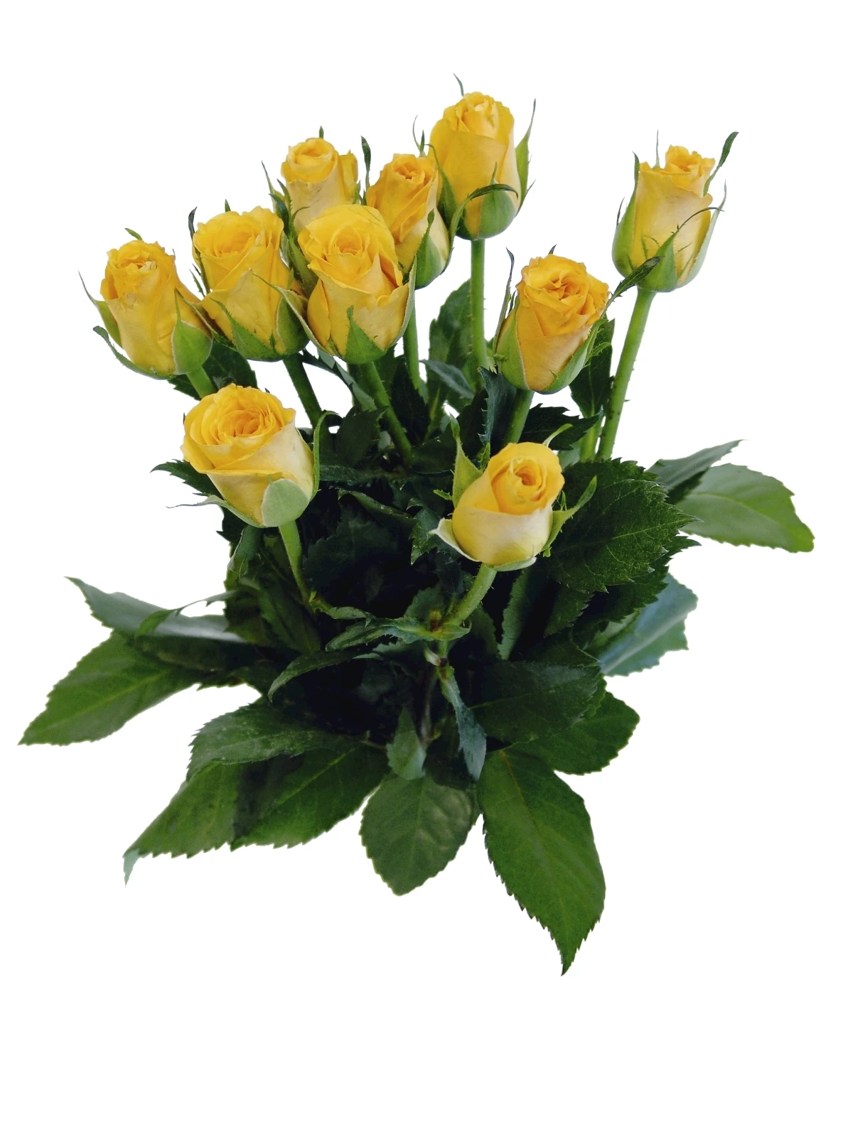 Landi rasenmäher benzin