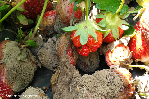 Pourriture grise et botrytis