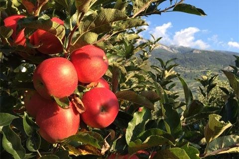 Fruits, baies, vigne