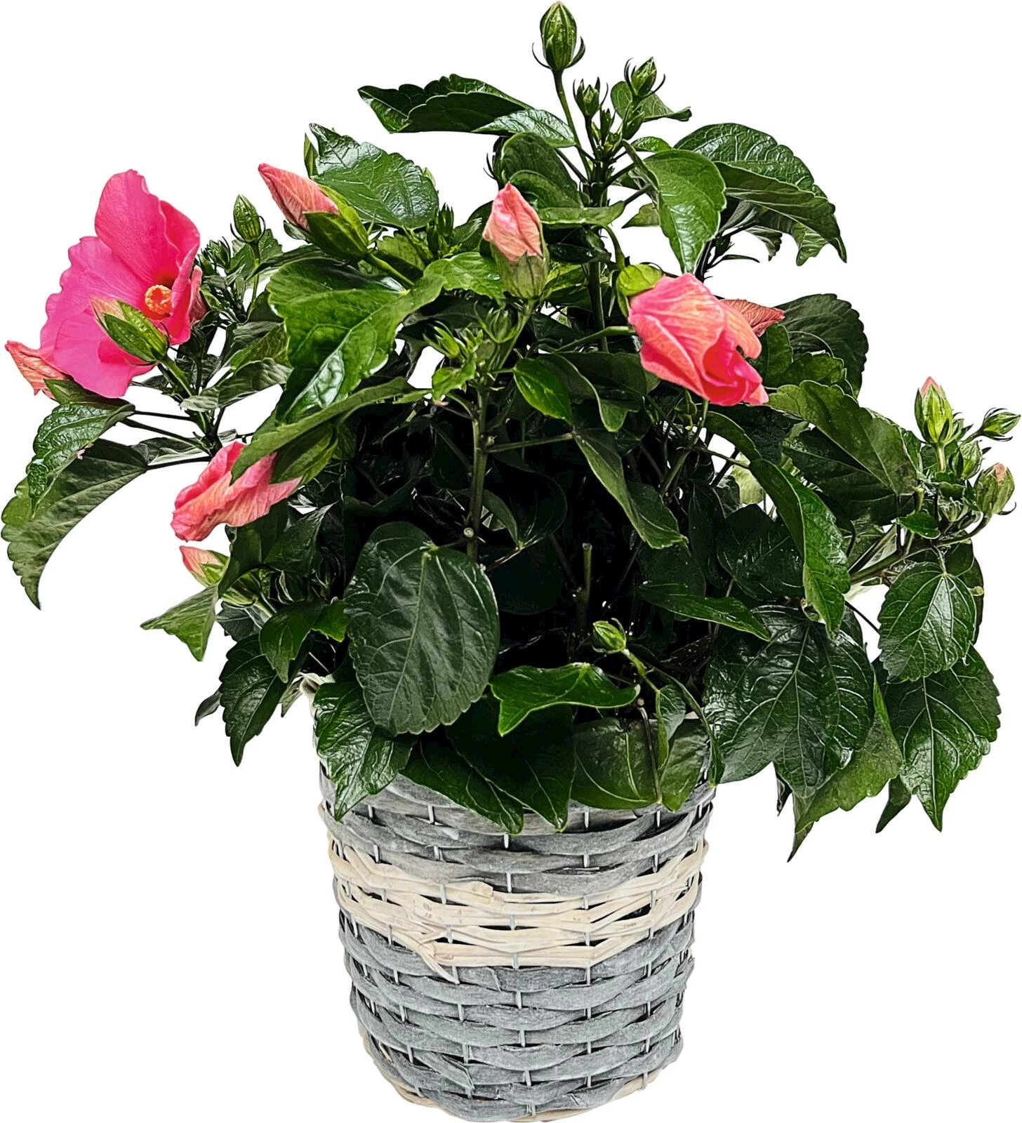 Hibiscus Longlife en corbeille P23 cm