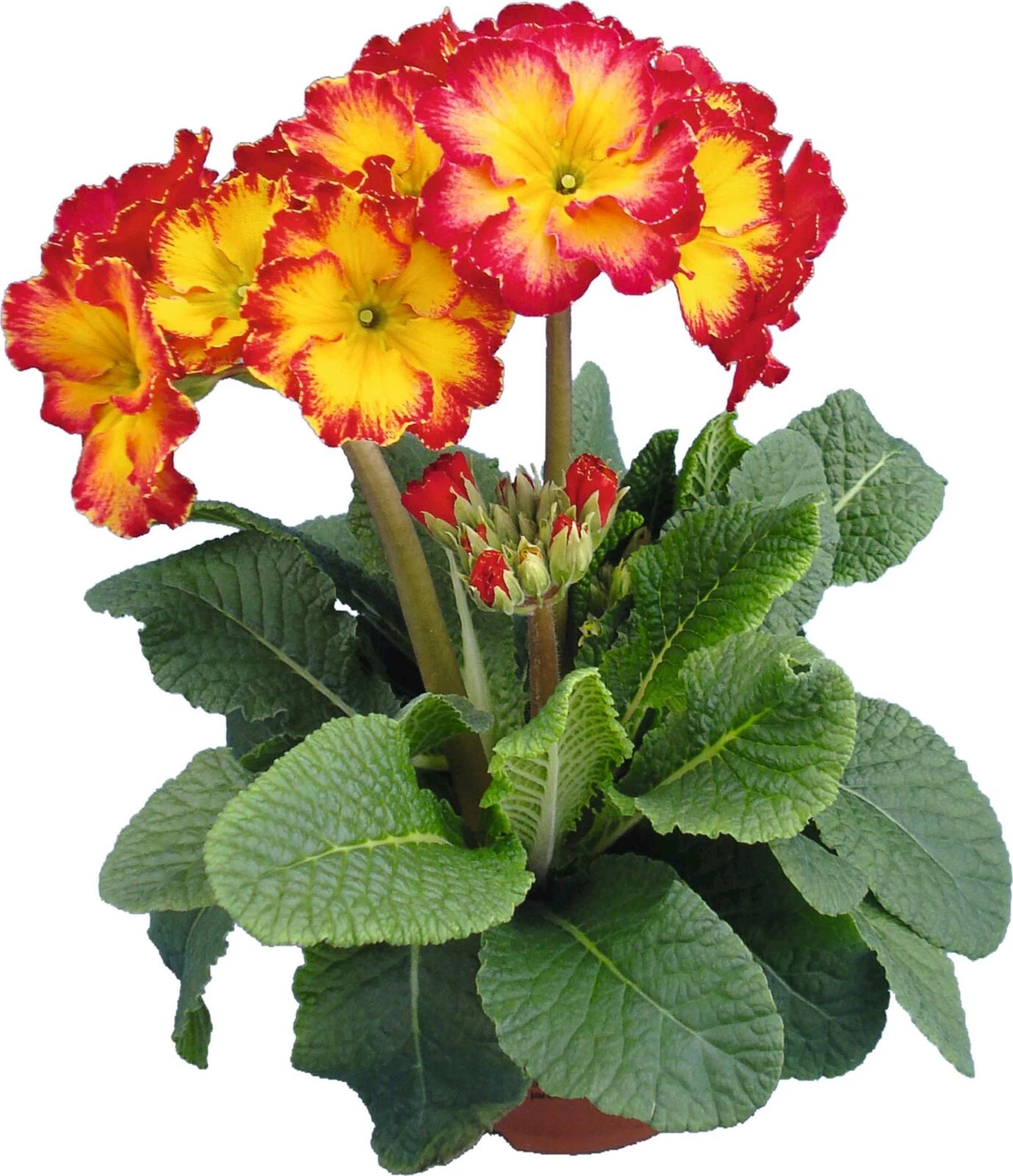 Primula Stiletto P13 cm