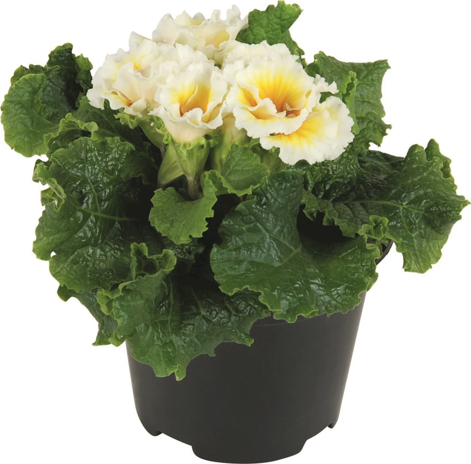 Primula Sirococco P10,5 cm