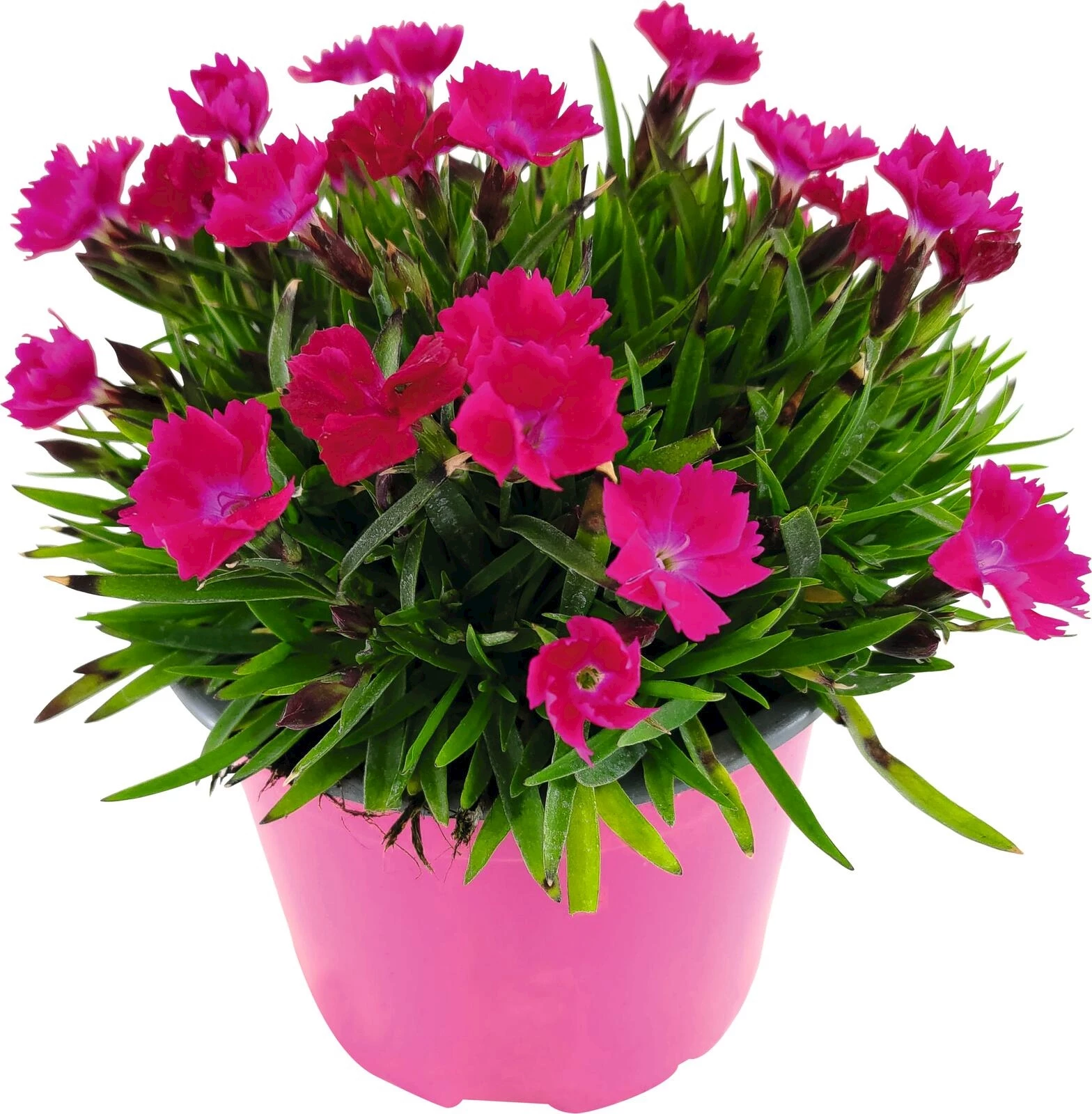 Nelken Hana Hana P10.5 cm