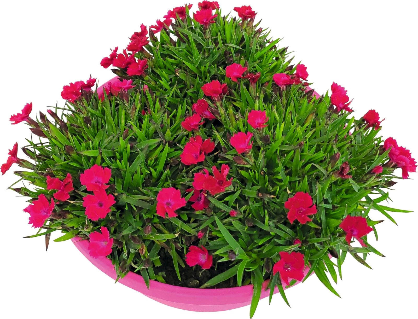 Nelken Hana Hana P18 cm