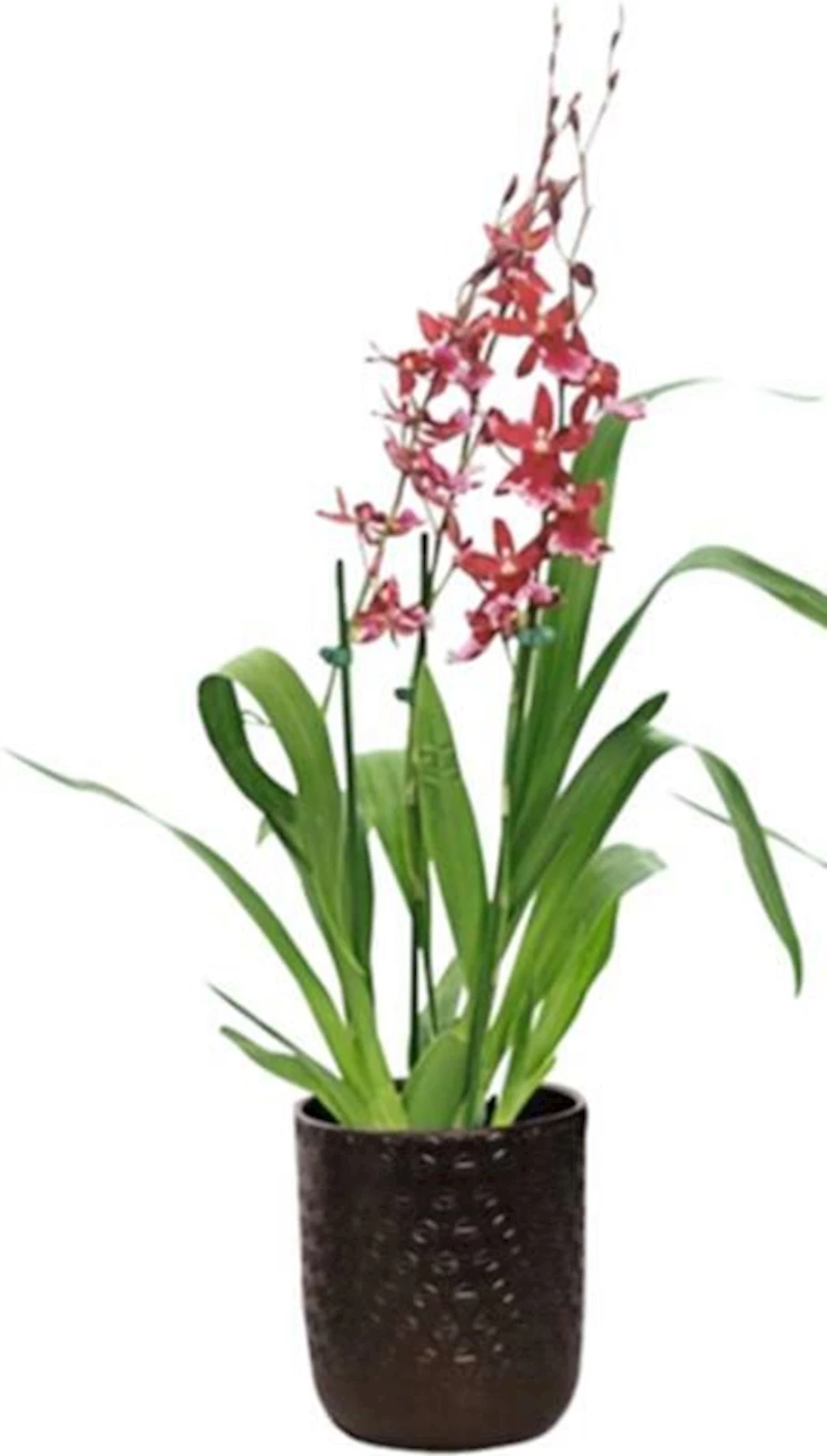 Cambria Barocco red en CP P12 cm