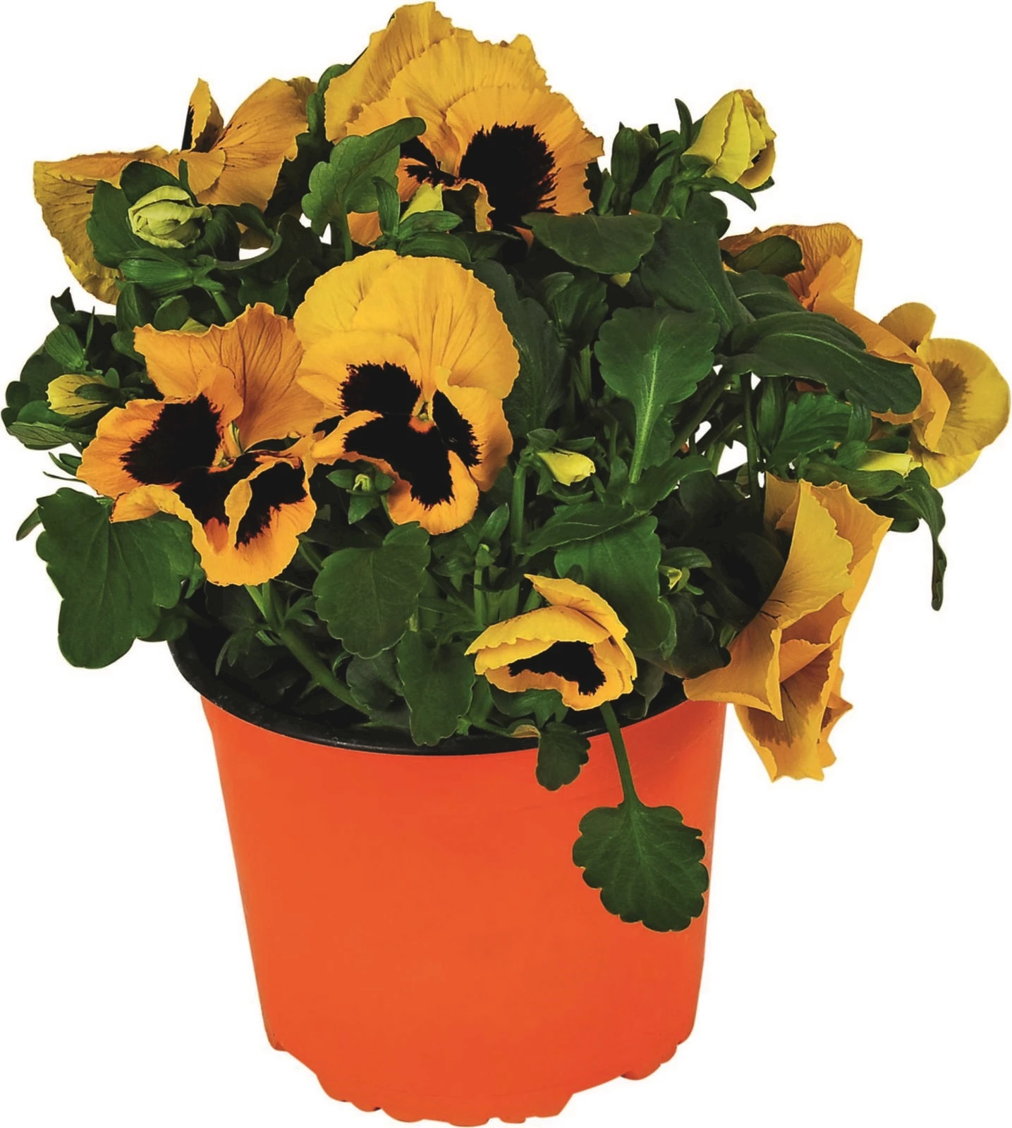 Viola cornuta P17 cm