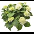 Hortensia de jardin P17 cm