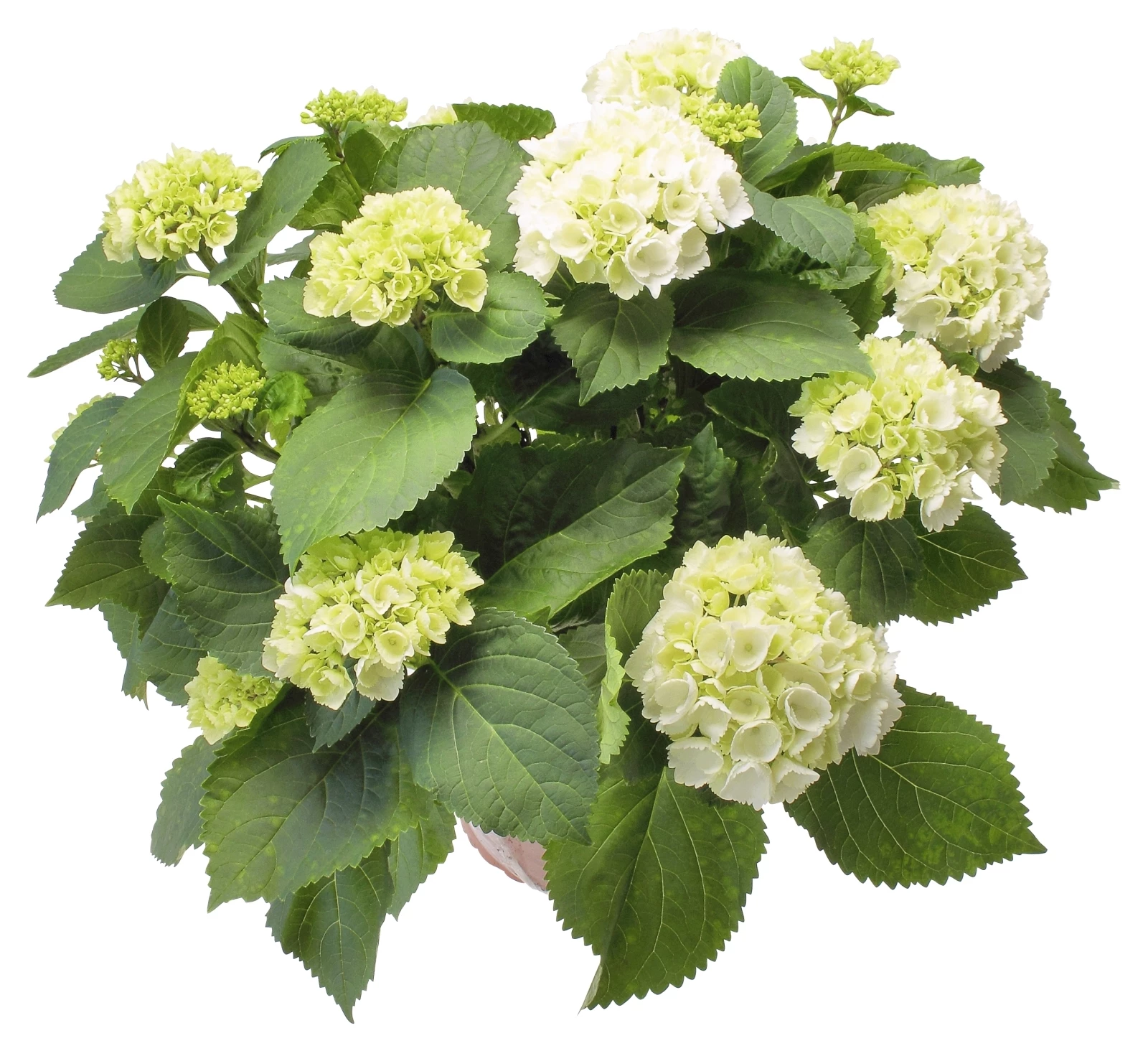 Hortensia de jardin P17 cm