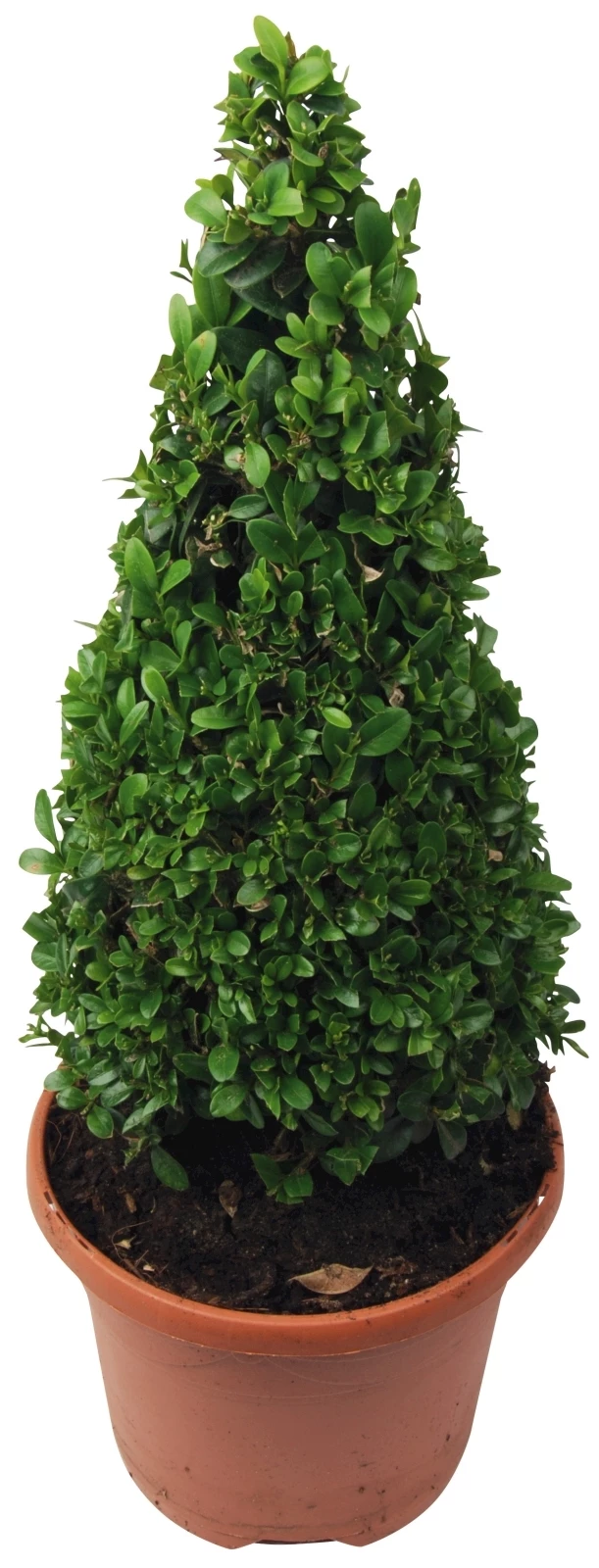 Buxus Pyramide P23 cm