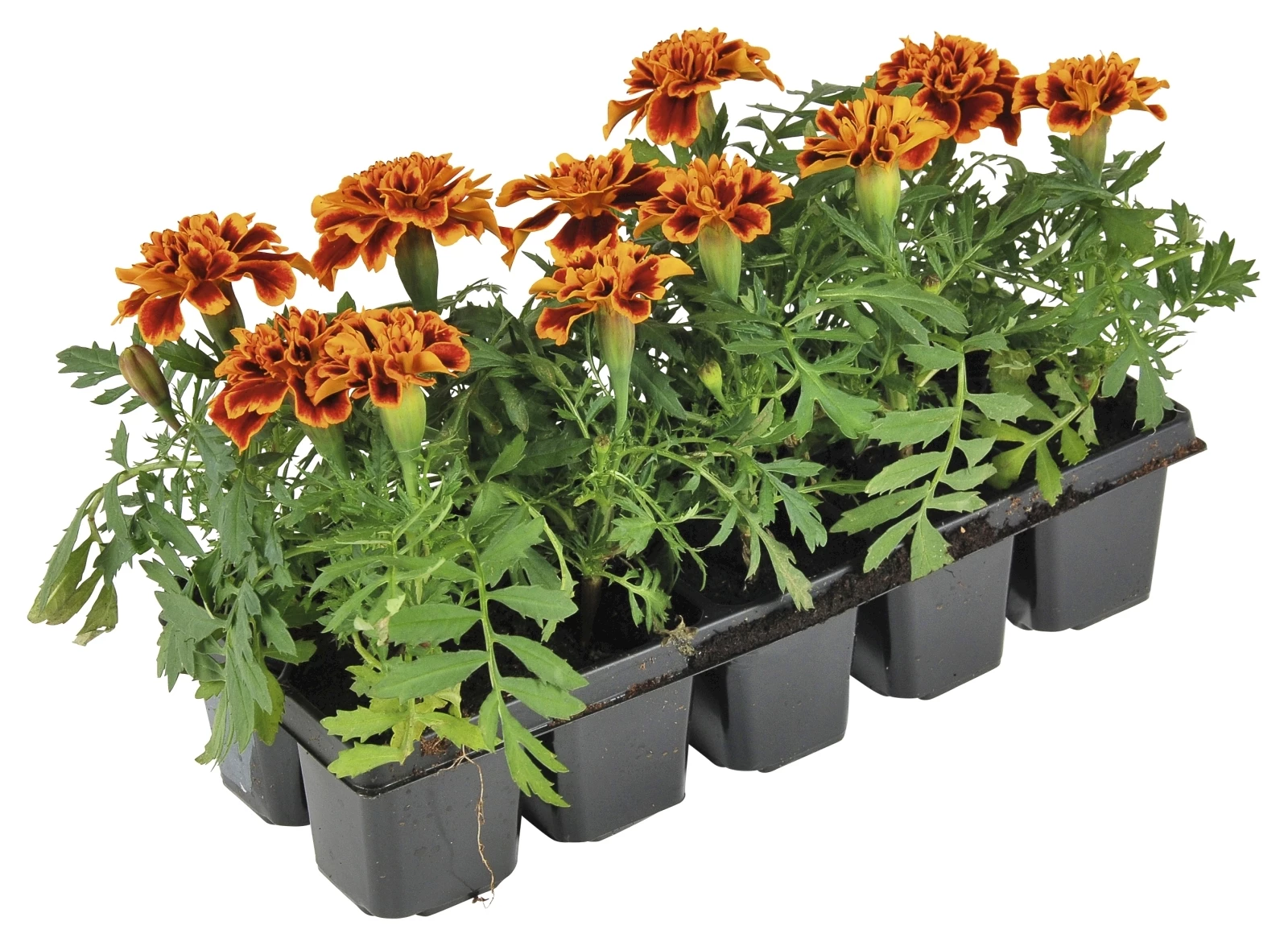 Tagetes zweifarbig rot/orange 10er Schal