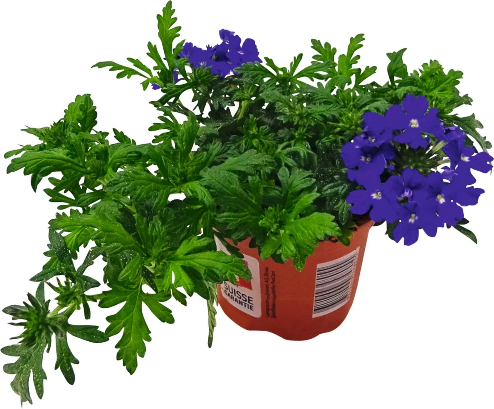 Verbena lierre bleu P10,5 cm