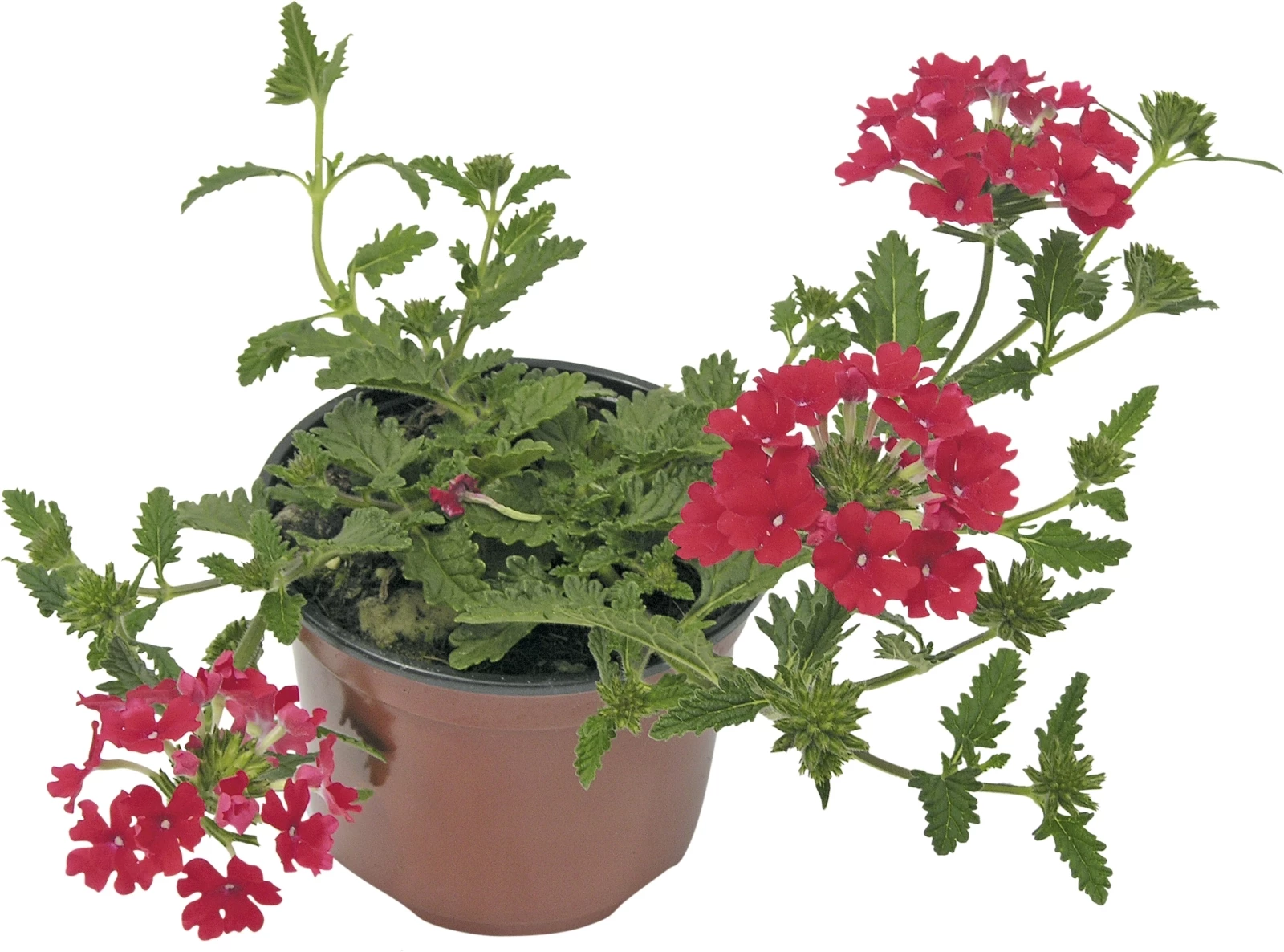 Verbena Hänger rot P10,5 cm