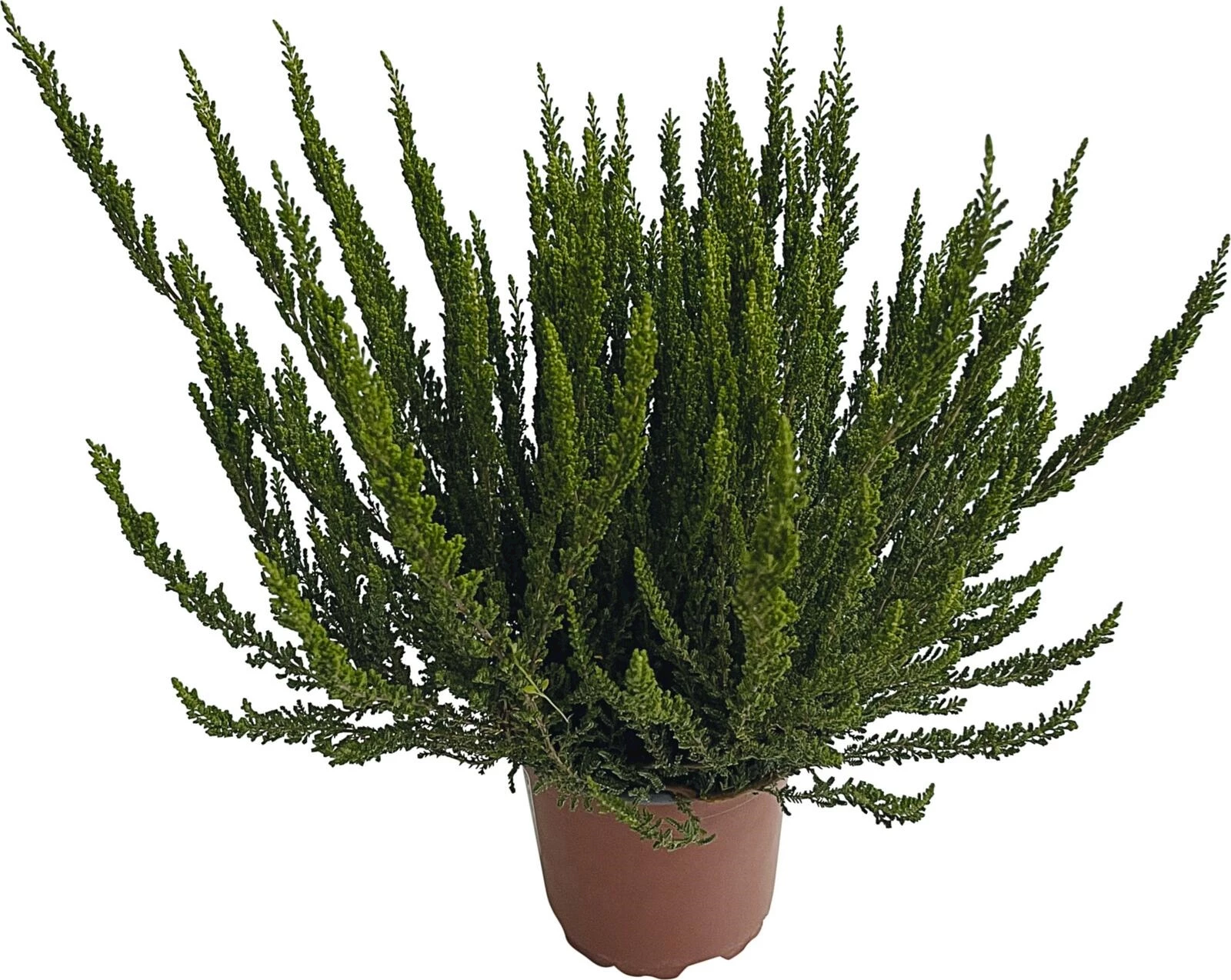 Calluna feuillage remarquable P11 cm