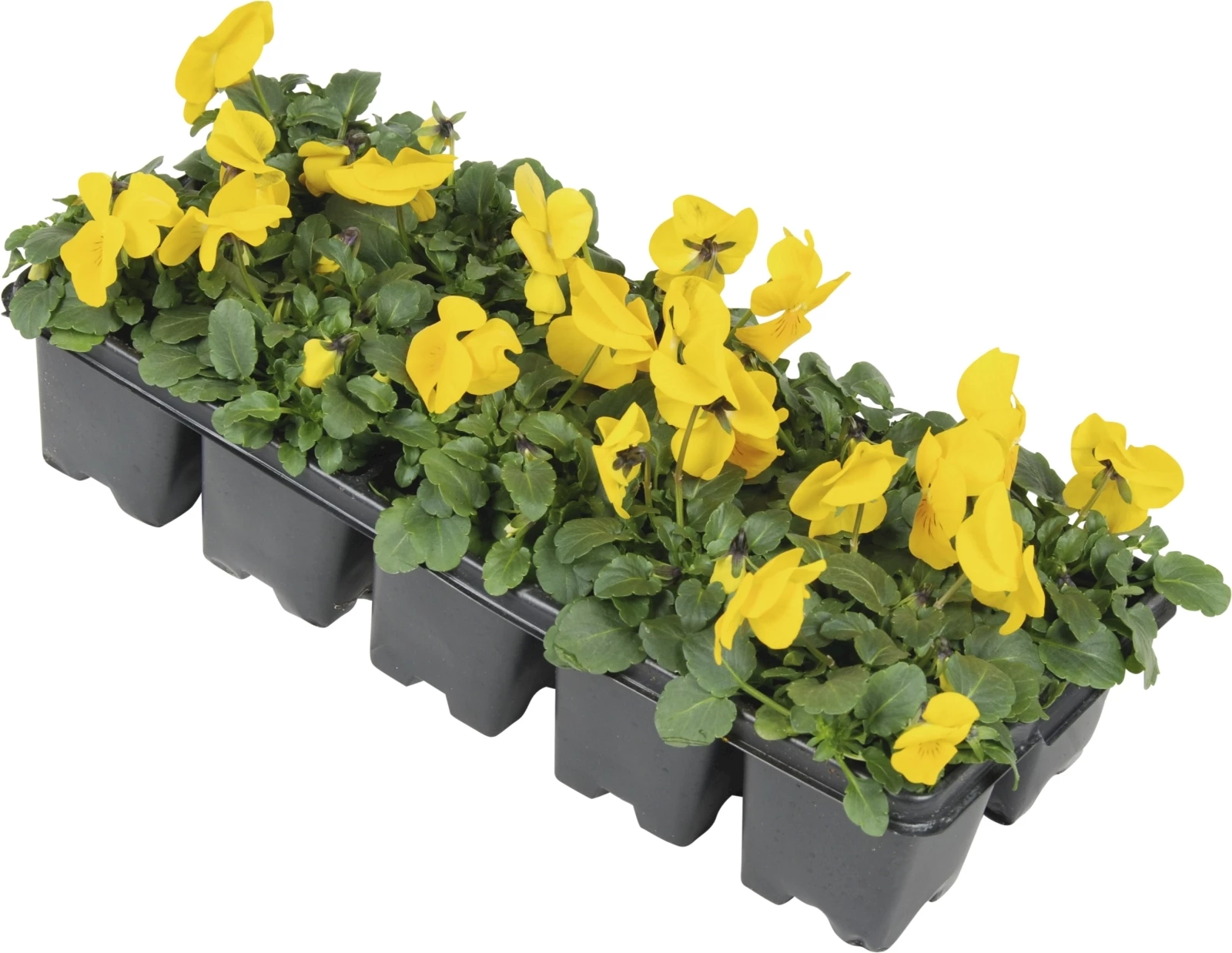 Viola cornuta 10er Schale kaufen Einjährige Beet u. Balkonpflanzen