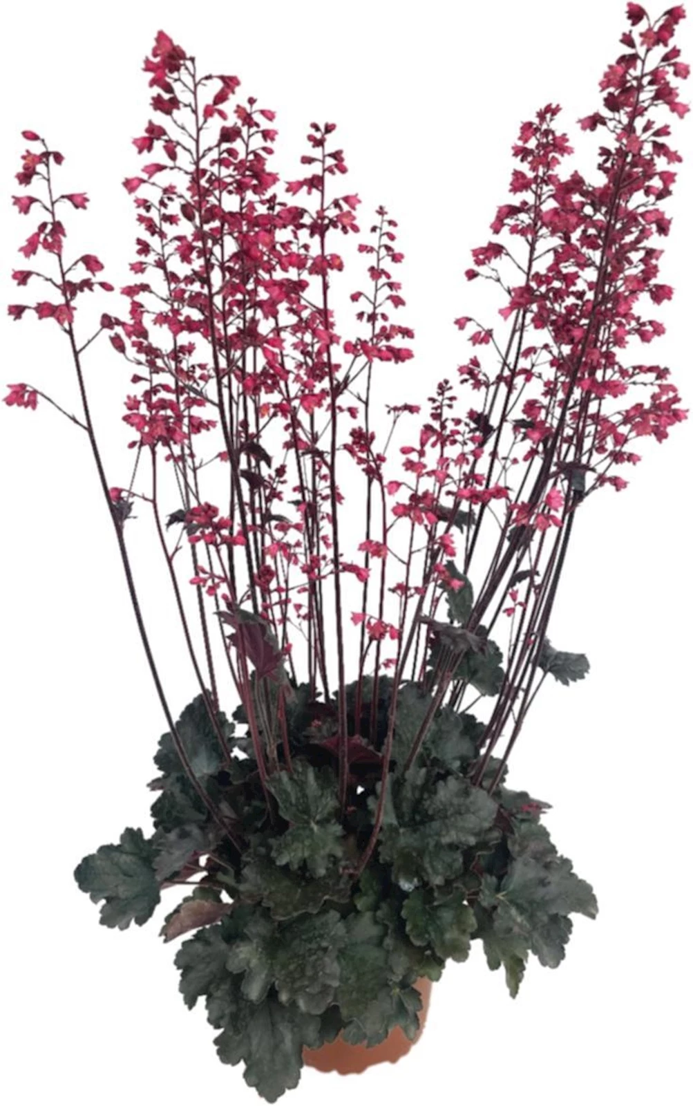Heuchera Hiphip hurra P15 cm