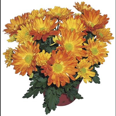 Chrysanthèmes P12 cm