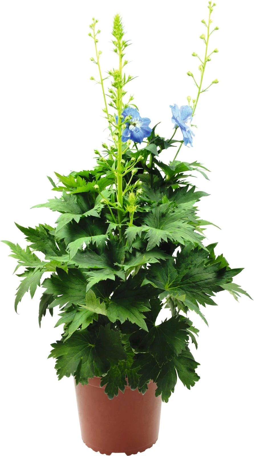 Delphinium grandiflorum P18 cm