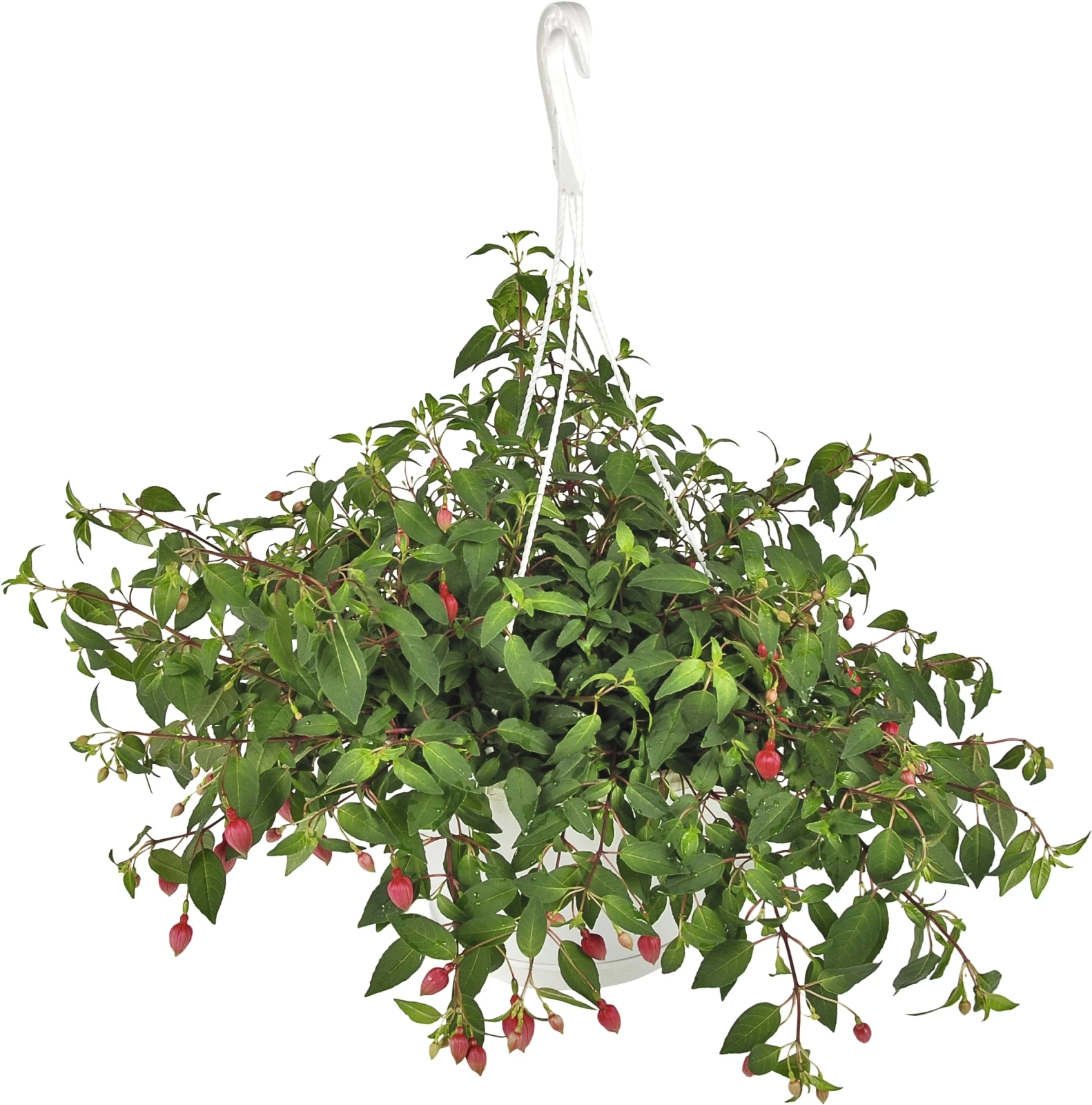 Fuchsia Ampel  P25 cm