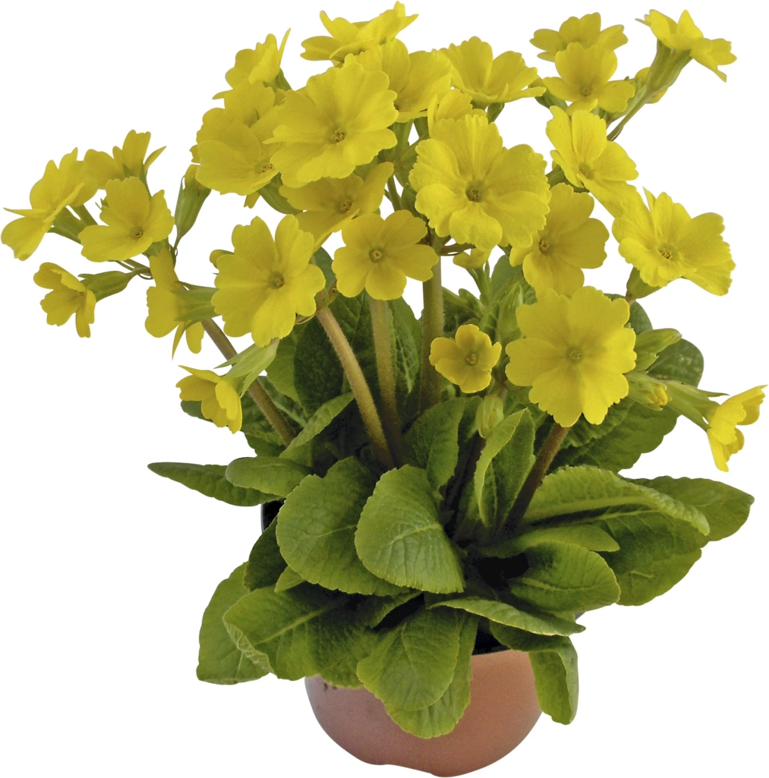 Primula officinalis P10,5 cm