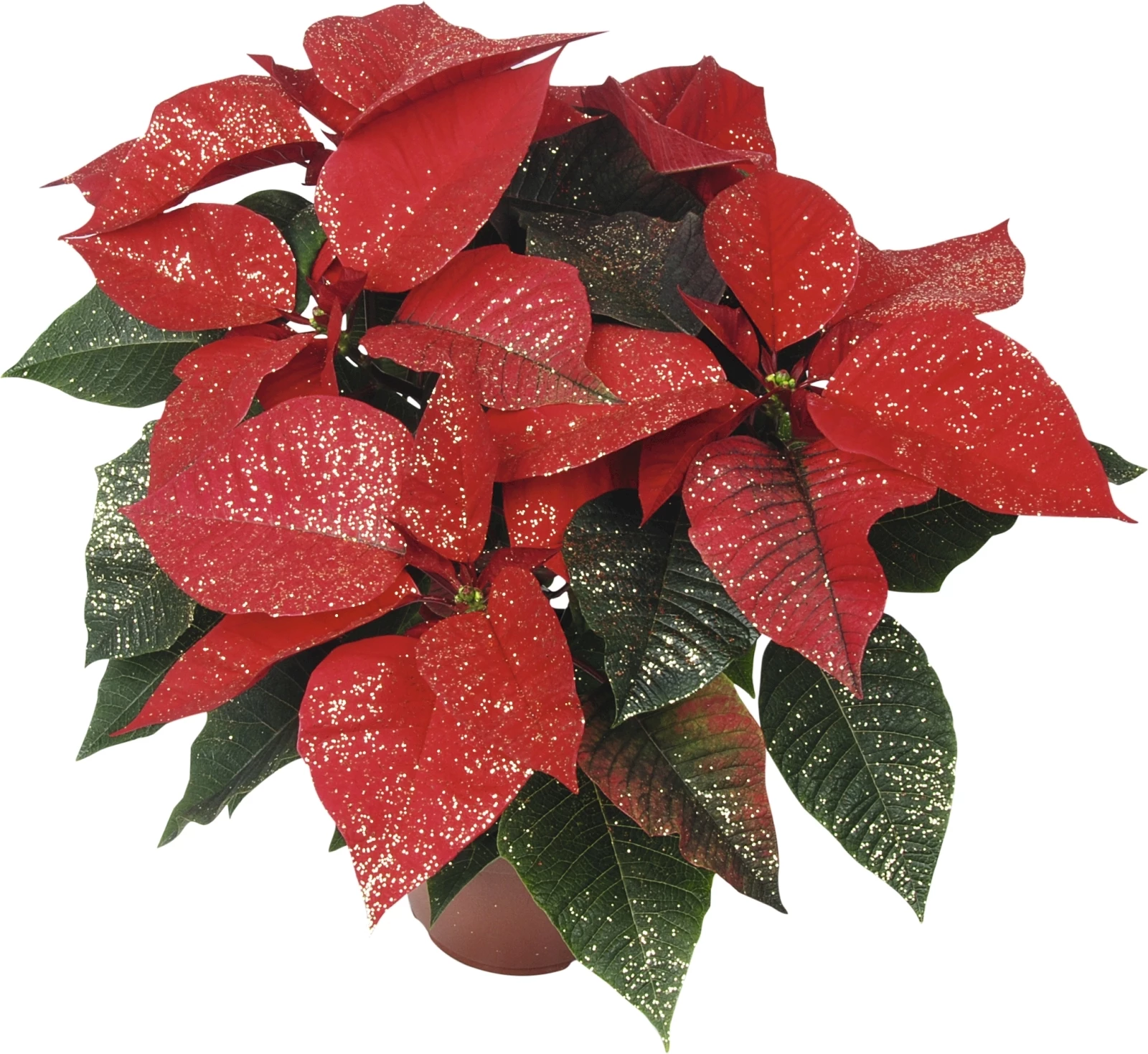 Etoile d'hiver scintiller P13 cm