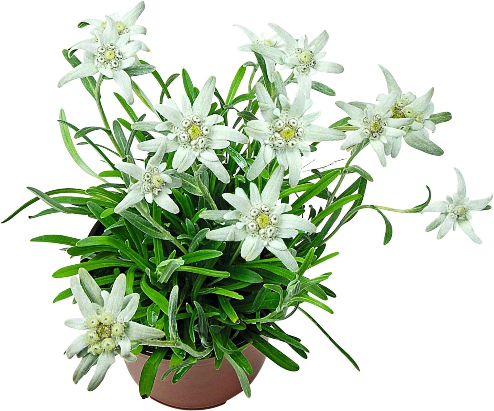 Edelweiss Leontopodium P12 cm