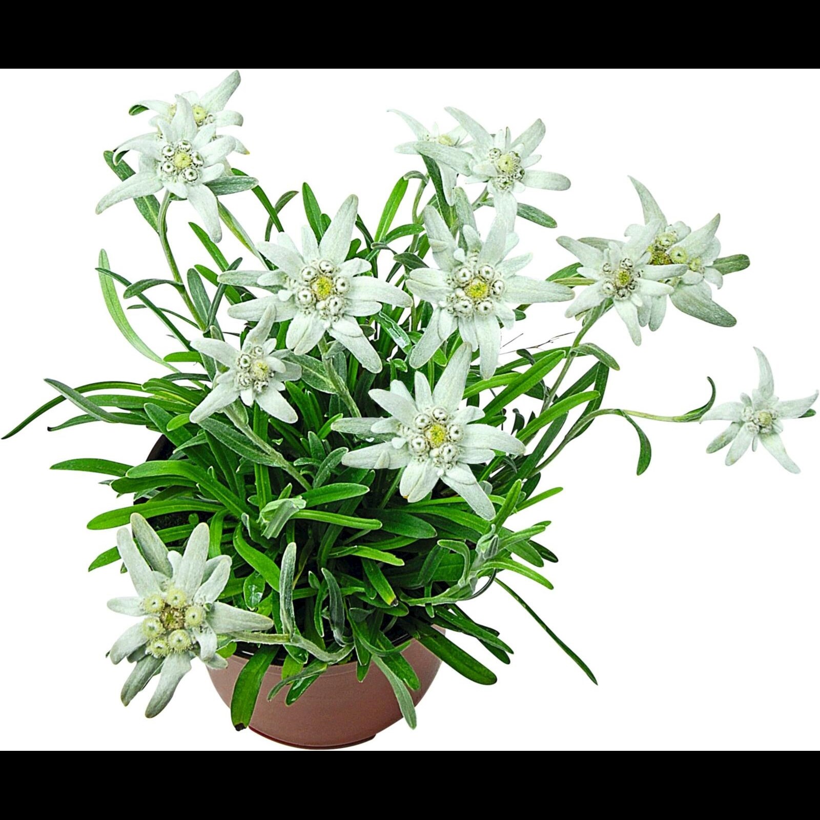 Edelweiss Leontopodium P12 cm Acheter - Plantes grimpantes et plantes  pérennes - LANDI
