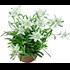 Edelweiss Leontopodium P12 cm