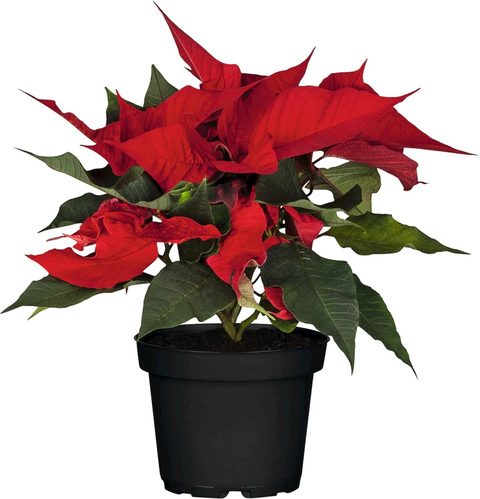 Weihnachtsstern P10,5 cm