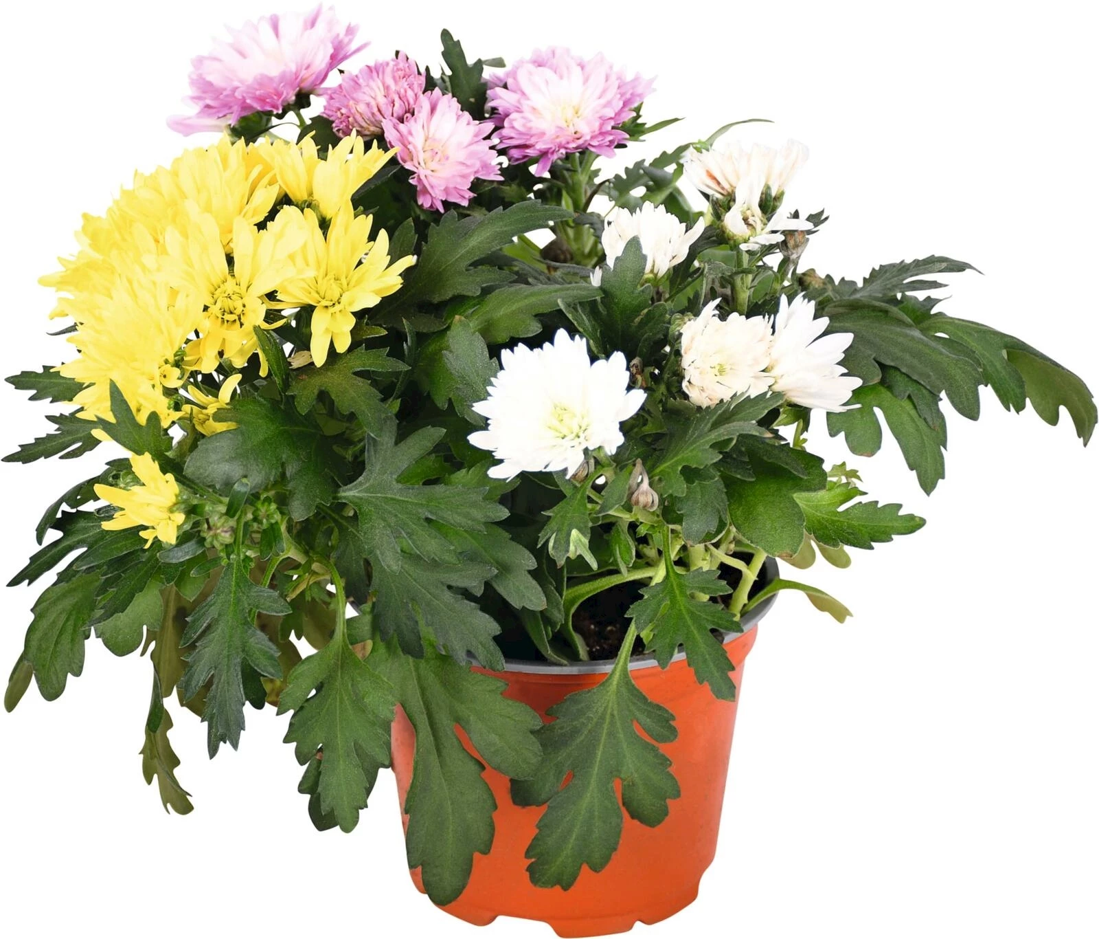 Chrysanthemen Carneval P12 cm