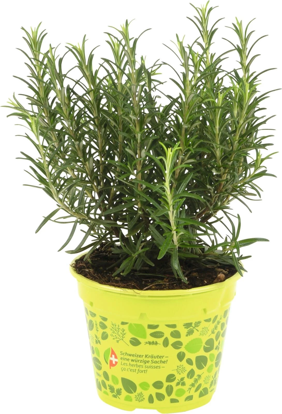 Rosmarin P14 cm