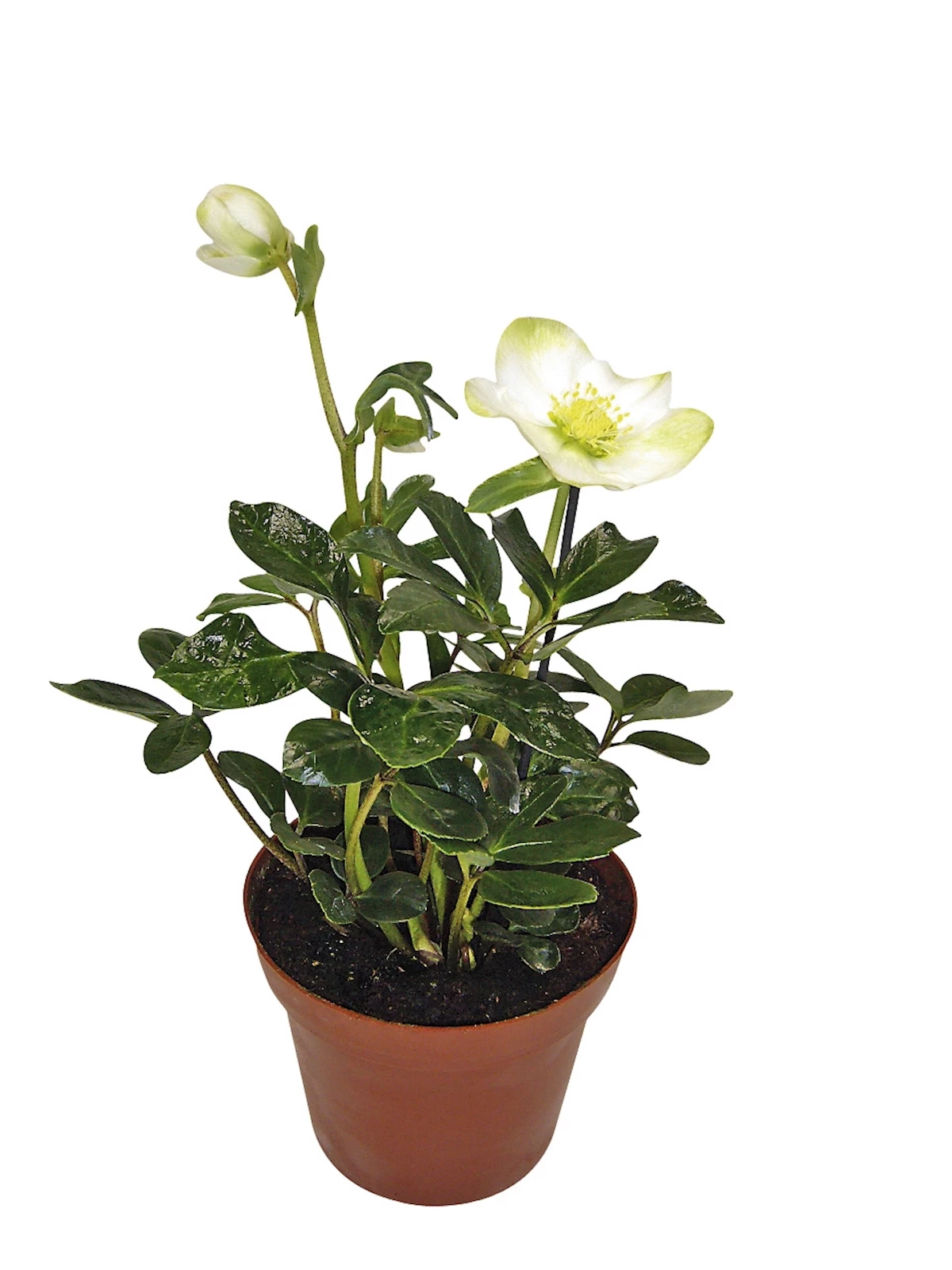 Helleborus Christrosen P13 cm