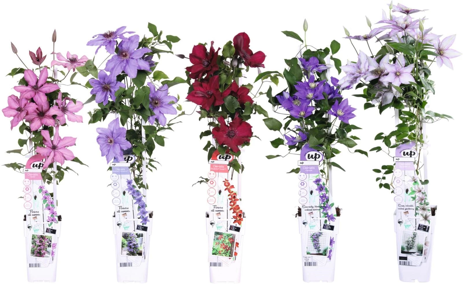 Clematis Evison Mix  P15 cm