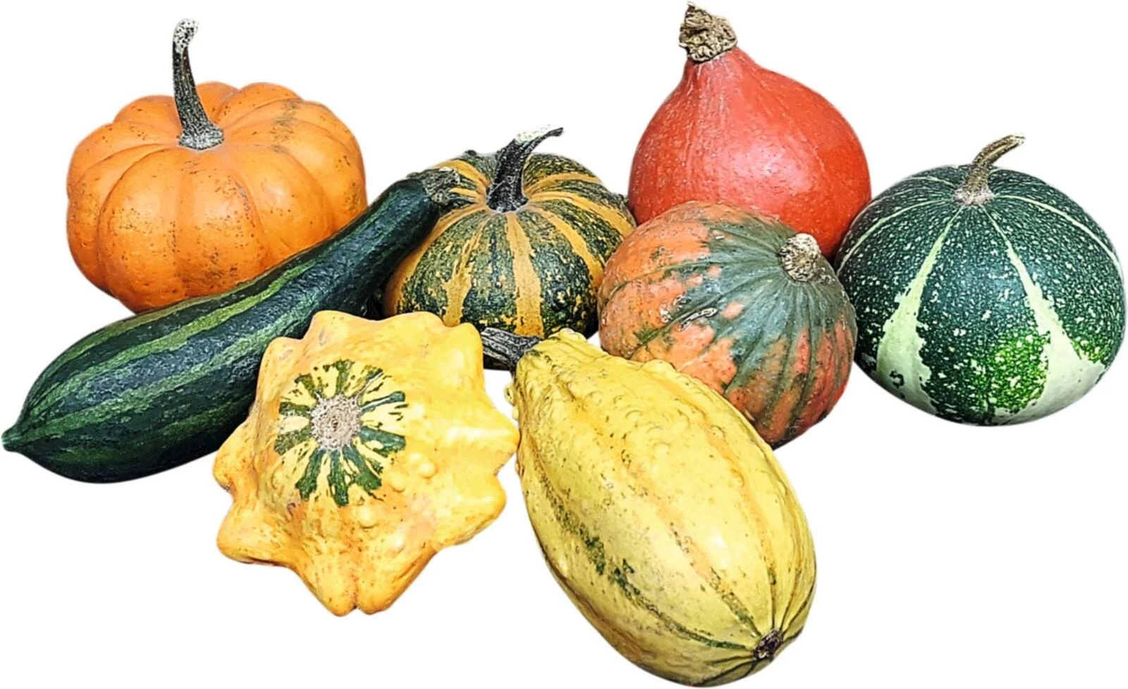 Zierkürbis Kollektion klein