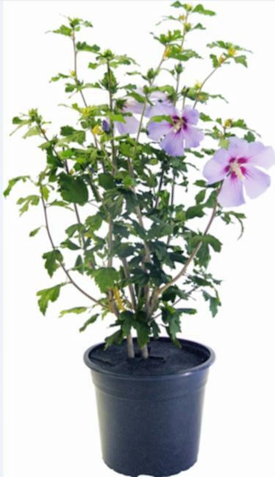 Hibiscus blau P23 cm