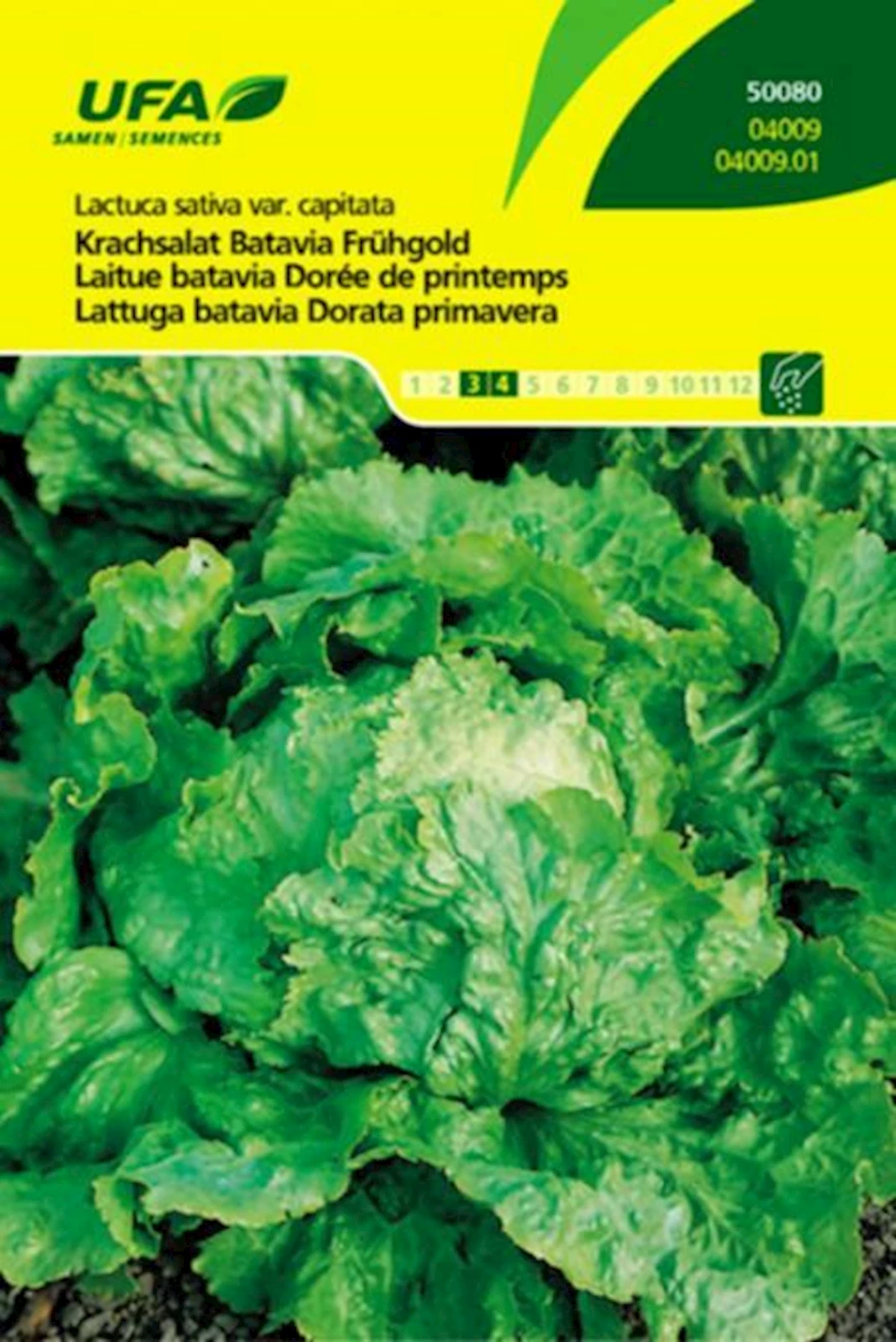 Krachsalat Batavia UFA